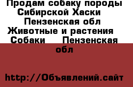 Продам собаку породы Сибирской Хаски  - Пензенская обл. Животные и растения » Собаки   . Пензенская обл.